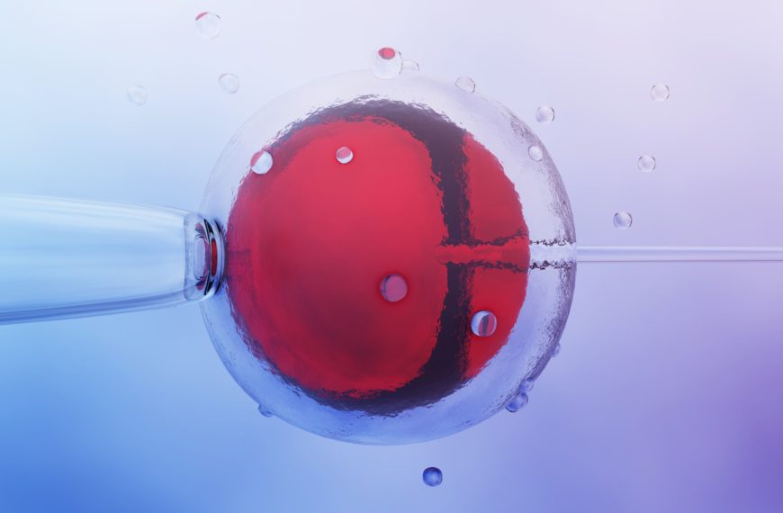 Immagine di una cellula con una struttura interna rossa e bolle trasparenti attorno.